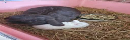 Dwarf Lop rabbits for sale: Beautiful Holland lops  in Horsham - Advert 8