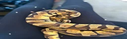Python Snake reptiles for sale: Royal pythons  - Advert 28