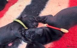 Labrador Retriever dogs for sale: Beautiful chunky litter of black pups  - Advert 29