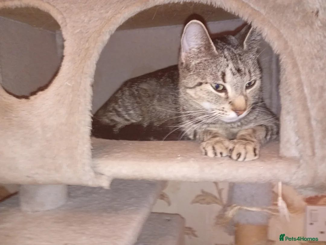 Mixed Breed cats for sale: 4 Gorgeous kittens looking for a home! - Advert 1