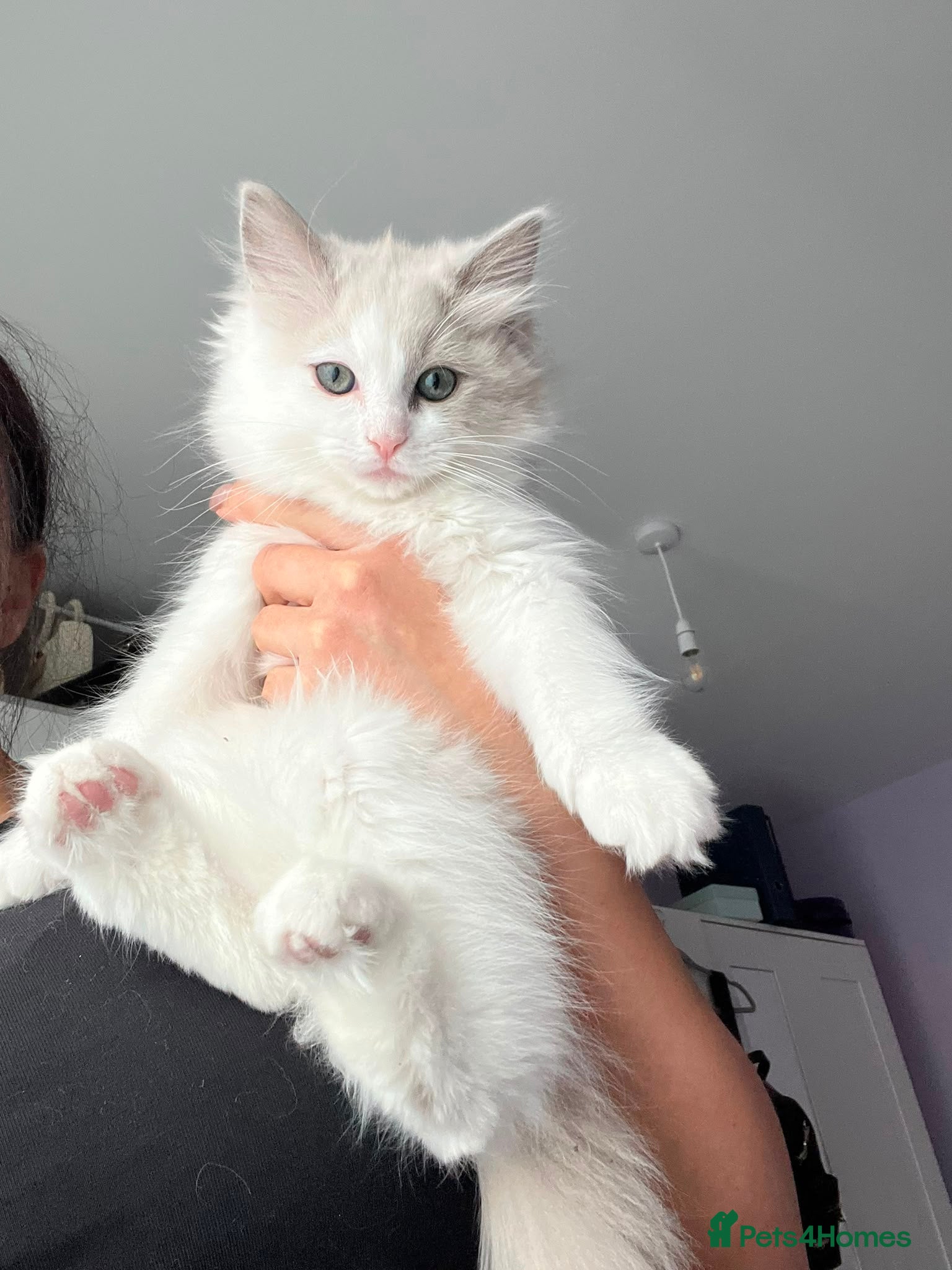 Ragdoll cats Light Mink Cherubim Ragdoll kitten (Green eyes) - Advert 1