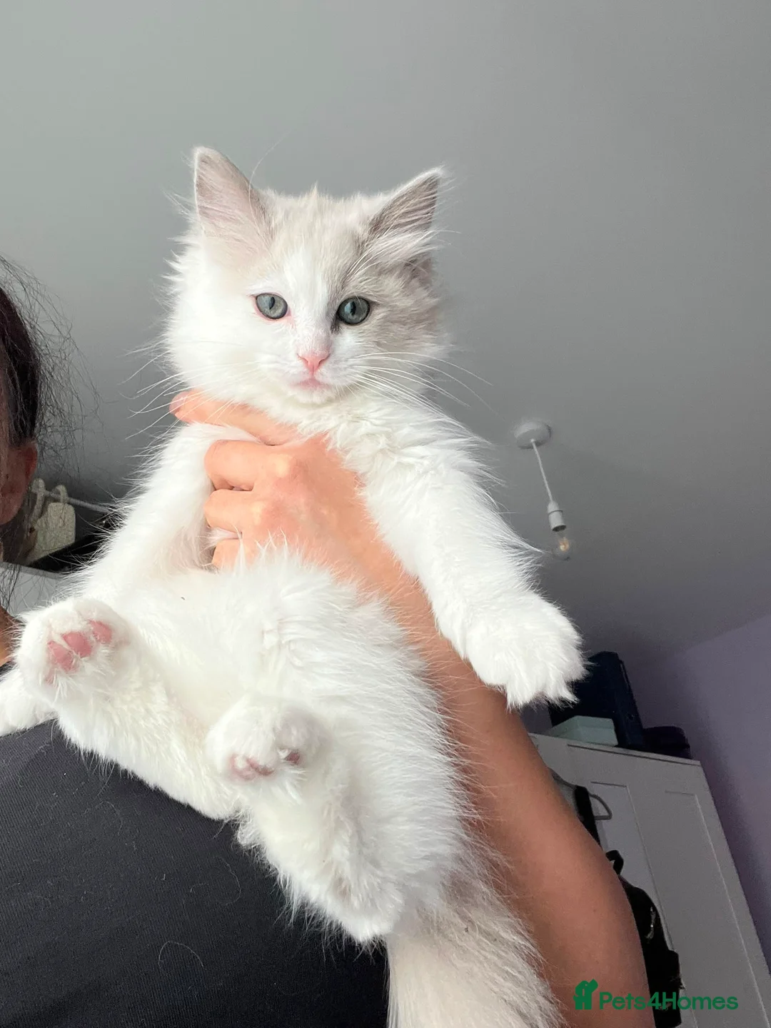 Ragdoll cats for sale: Light Mink Cherubim Ragdoll kitten (Green eyes) - Advert 1