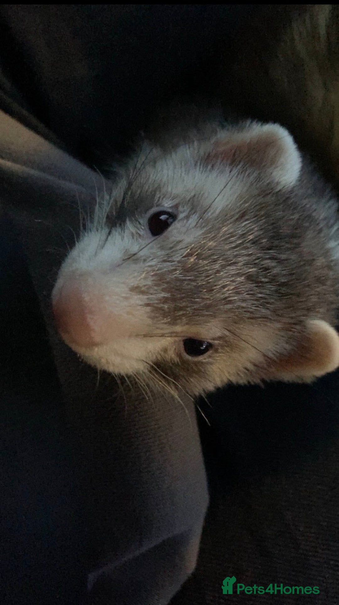 Ferret rodents for sale: bambi and kiko - Advert 4