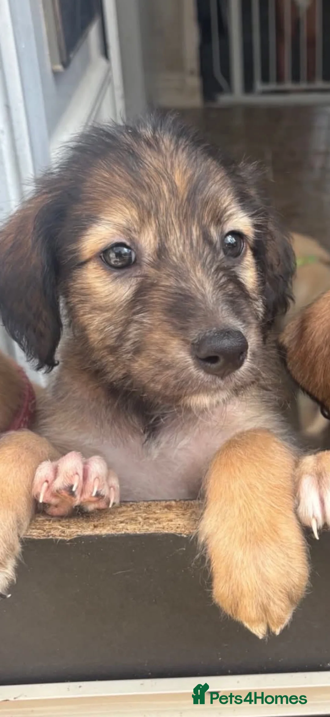 Lurcher dogs for sale: Puppy - Advert 3