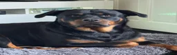 Rottweiler dogs for sale: Puppy Rottweiler male in Derby - Advert 4