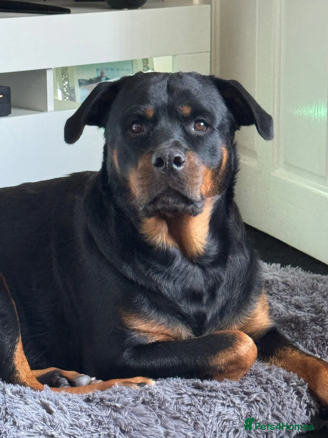 Rottweiler dogs for sale: Puppy Rottweiler male in Derby - Advert 4