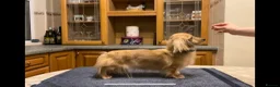 Miniature Dachshund dogs for sale: Miniature long haired cream boys  - Advert 4