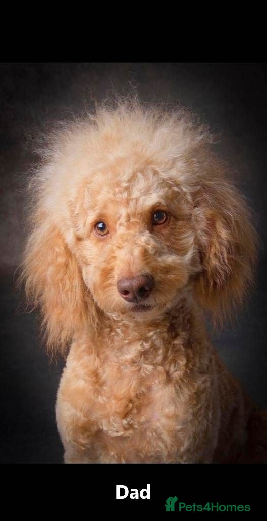 Mixed Breed dogs Gorgeous Maltipoo x Cockapoo Puppies - Advert 1