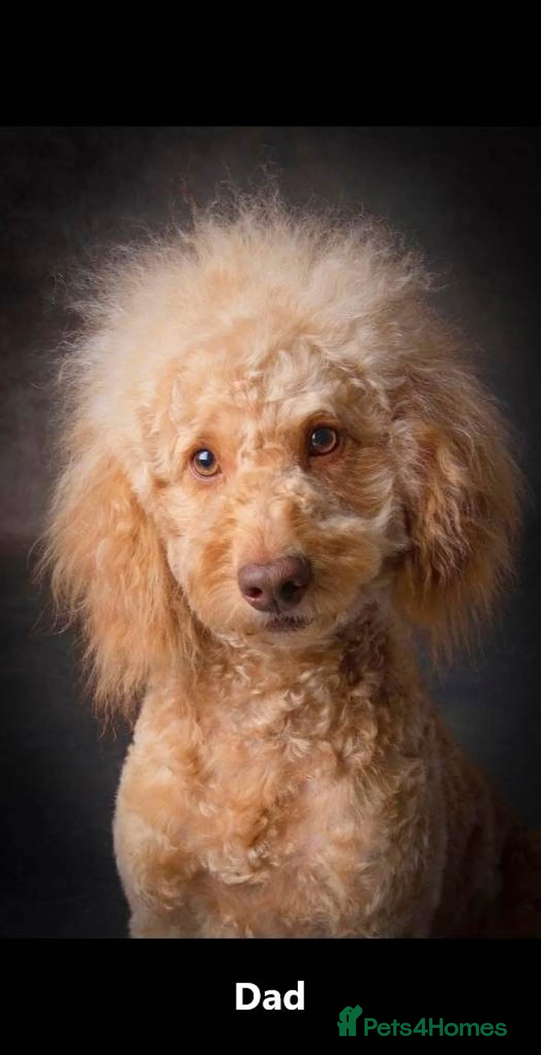 Mixed Breed dogs for sale: Gorgeous Maltipoo x Cockapoo Puppies - Advert 1