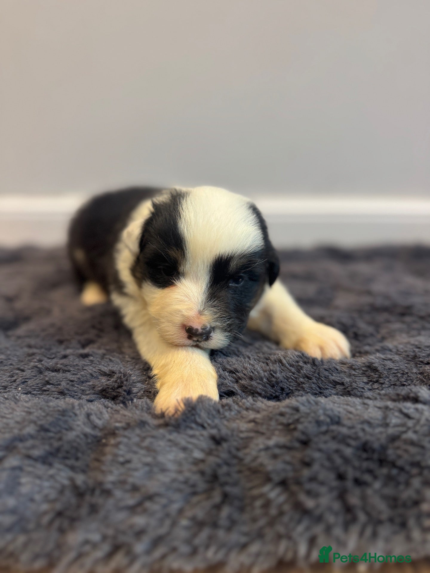 Australian Shepherd dogs for sale: 7 stunning Australian Shepards  - Advert 1