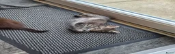 Mixed Breed cats for sale: Beautiful kittens - Advert 5