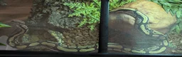 Python Snake reptiles for sale: Rehome for ball python  in Shepton Mallet - Advert 2