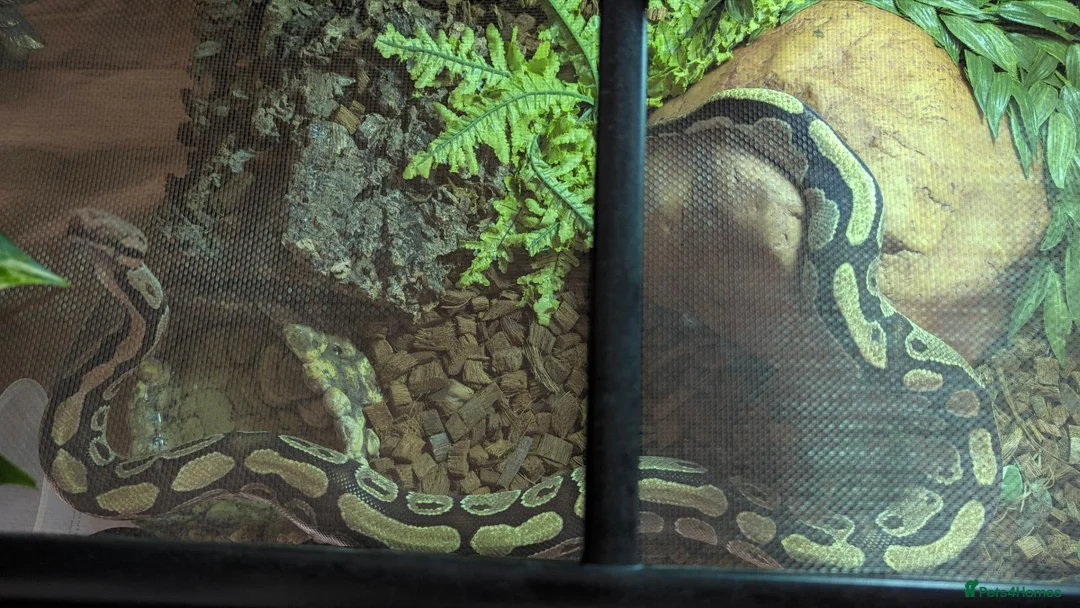 Python Snake reptiles for sale: Rehome for ball python  in Shepton Mallet - Advert 2
