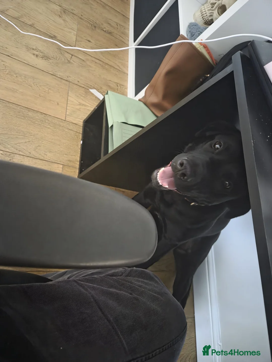 Mixed Breed dogs for adoption: 💖🐶 NICOL 🐶💖 - Advert 9