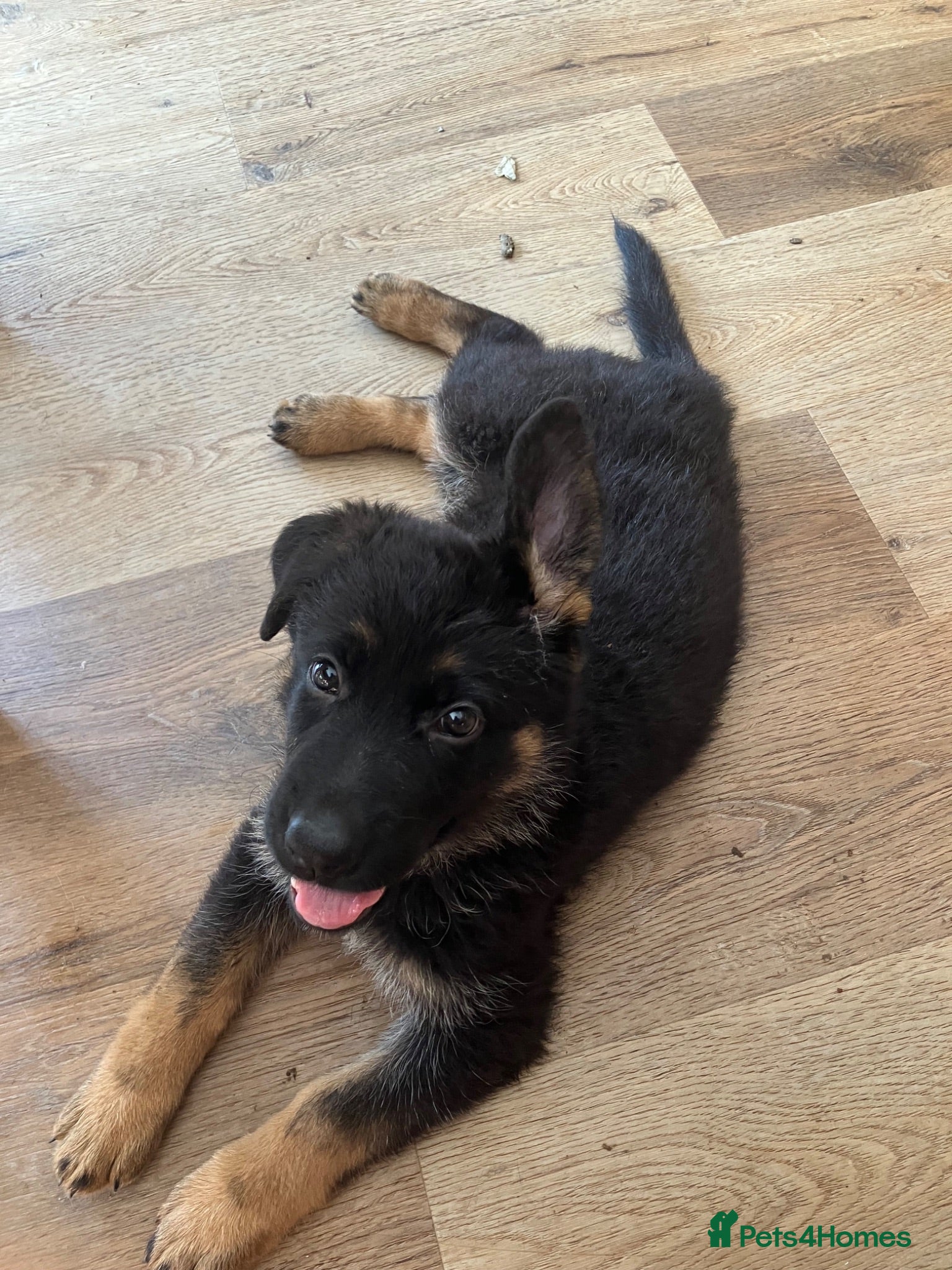 German Shepherd dogs German Shepherd puppies - Advert 19