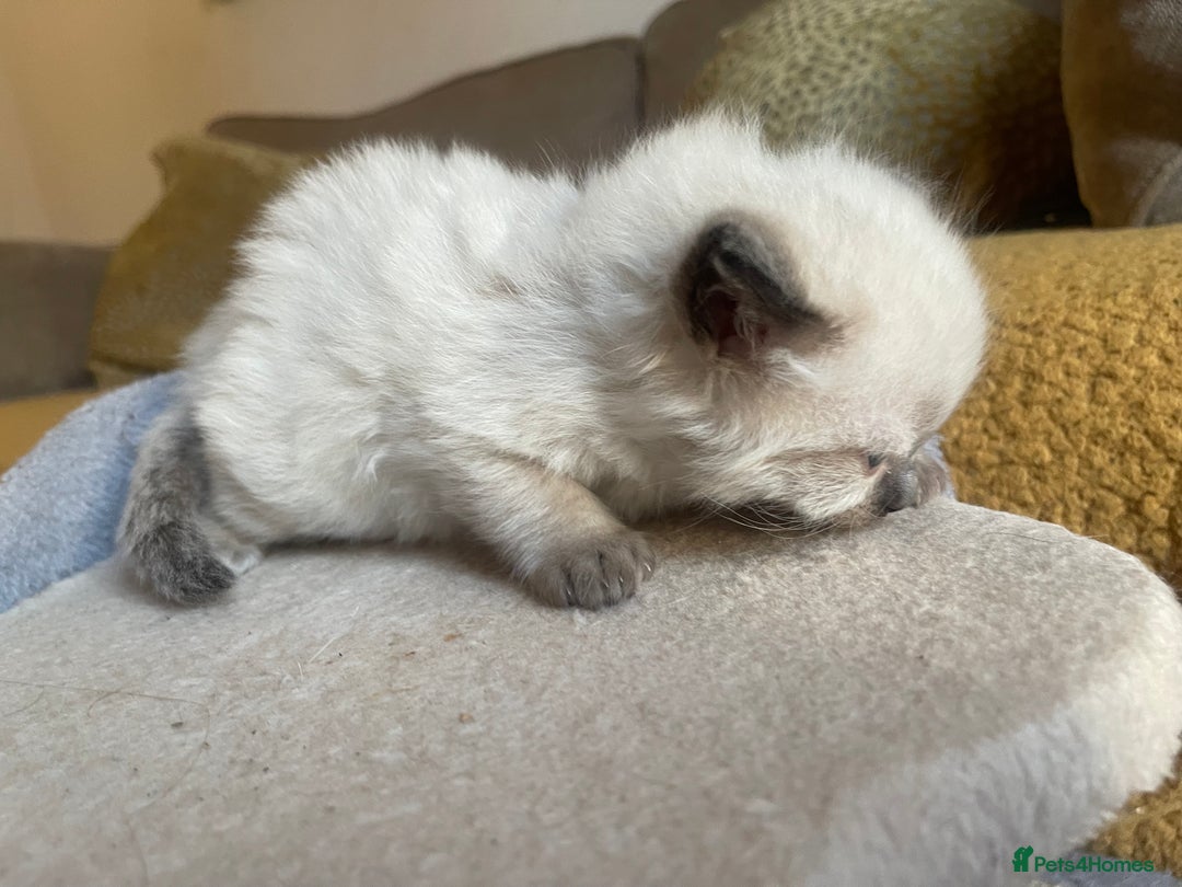 Ragdoll cats for sale: 🎁Gorgeous Ragdoll Kittens-ready from Dec 17th - Advert 9