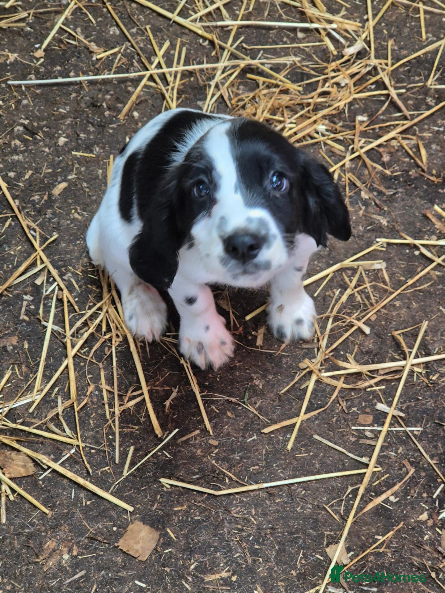 English Springer Spaniel dogs Springer Spaniel Pups READY NOW  - Advert 6