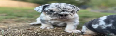 English Bulldog 4