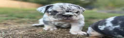 English Bulldog dogs for sale: Stunning KC reg English Bulldog puppies. in Newbury - Advert 25