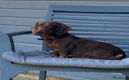 Miniature Dachshund dogs for stud: Kc, pra clear Miniature smooth dachshund. in King's Lynn - Image 19