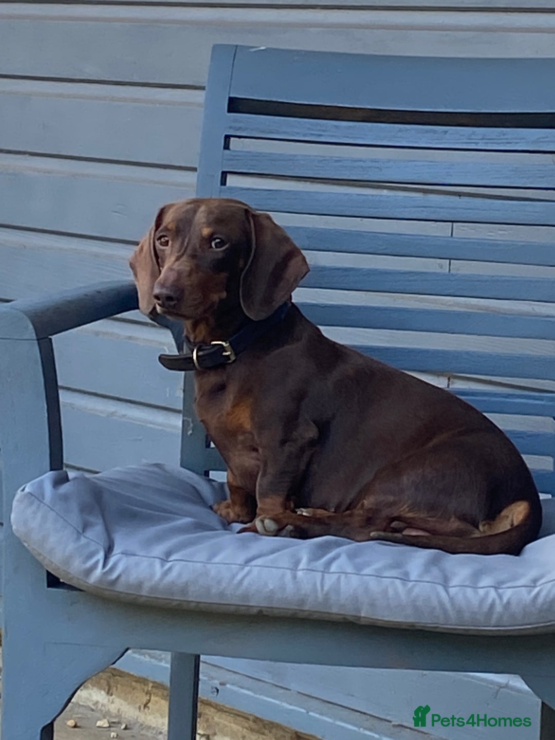 Miniature Dachshund dogs for stud: Kc, pra clear Miniature smooth dachshund. in King's Lynn - Image 19