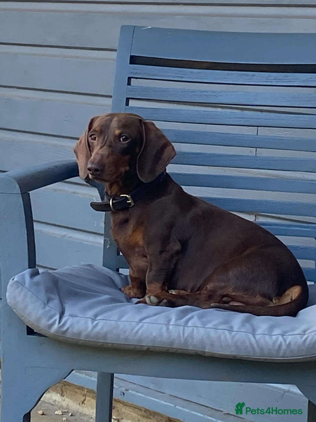 Miniature Dachshund dogs for stud: Kc, pra clear Miniature smooth dachshund. in King's Lynn - Advert 19