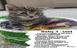 Bombay cats for sale: 4 adorable kittens for sale mixed breed litter ⁠♡ - Image 5
