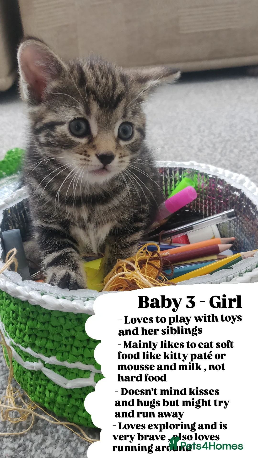 Bombay cats for sale: 4 adorable kittens for sale mixed breed litter ⁠♡ - Image 5