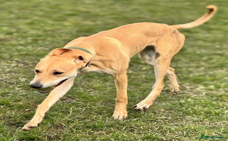 Lurcher dogs - Advert 1