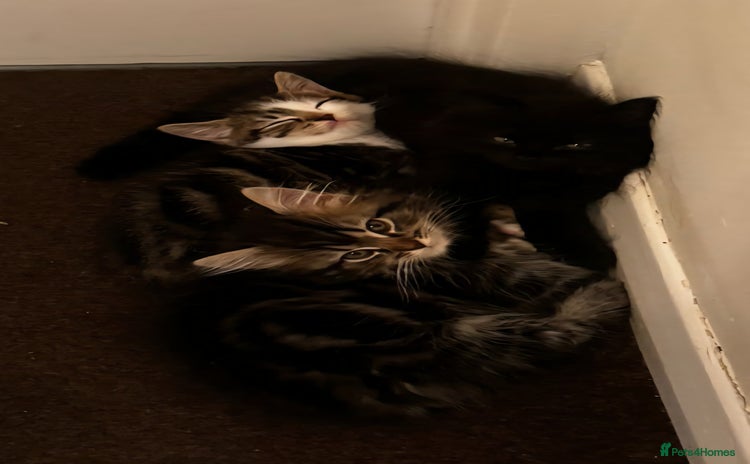 Persian cats - Advert 11