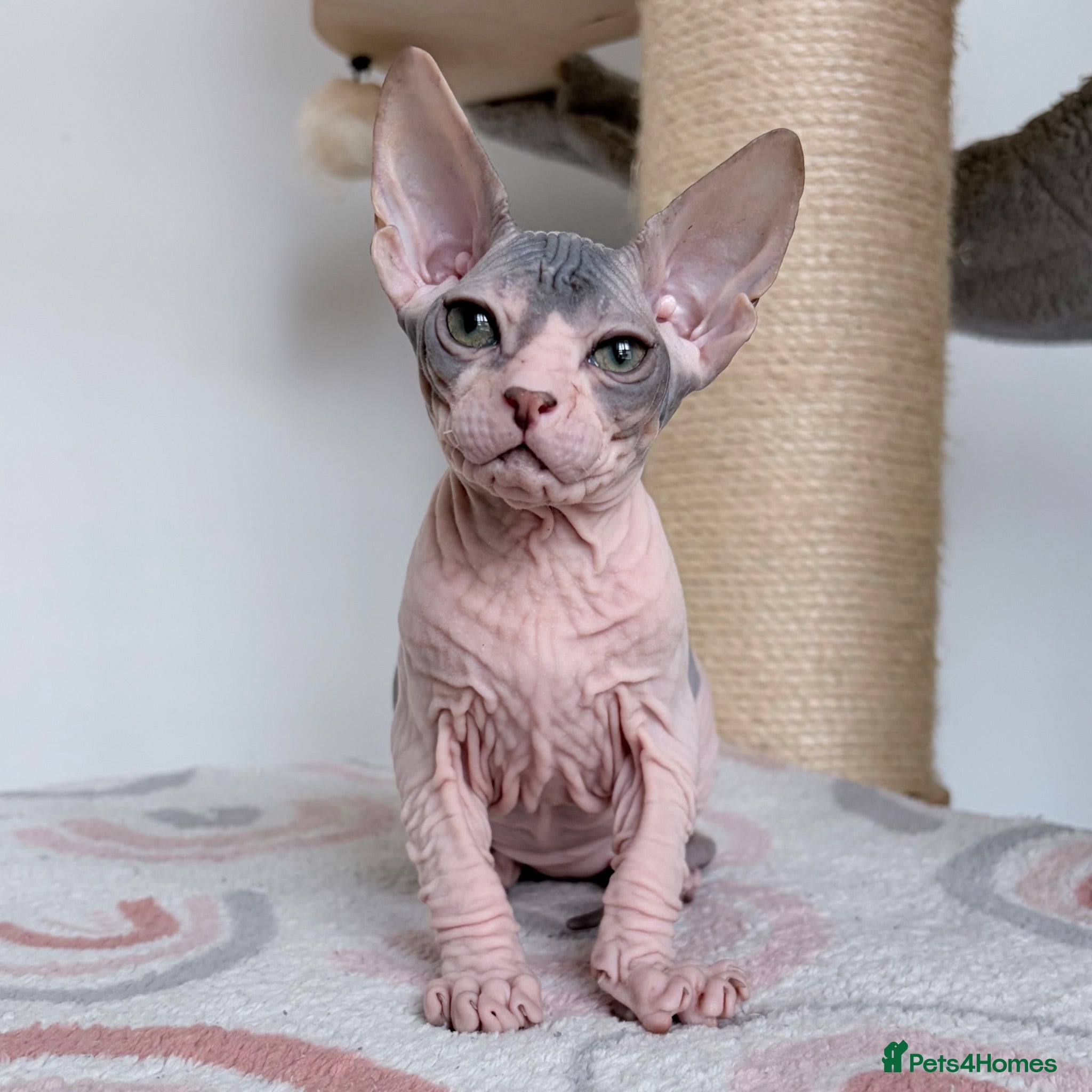Sphynx cats Donskoy Tica pedigree  - Advert 2