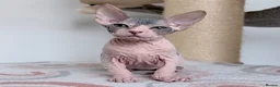 Sphynx cats for sale: Donskoy Tica pedigree  - Advert 1