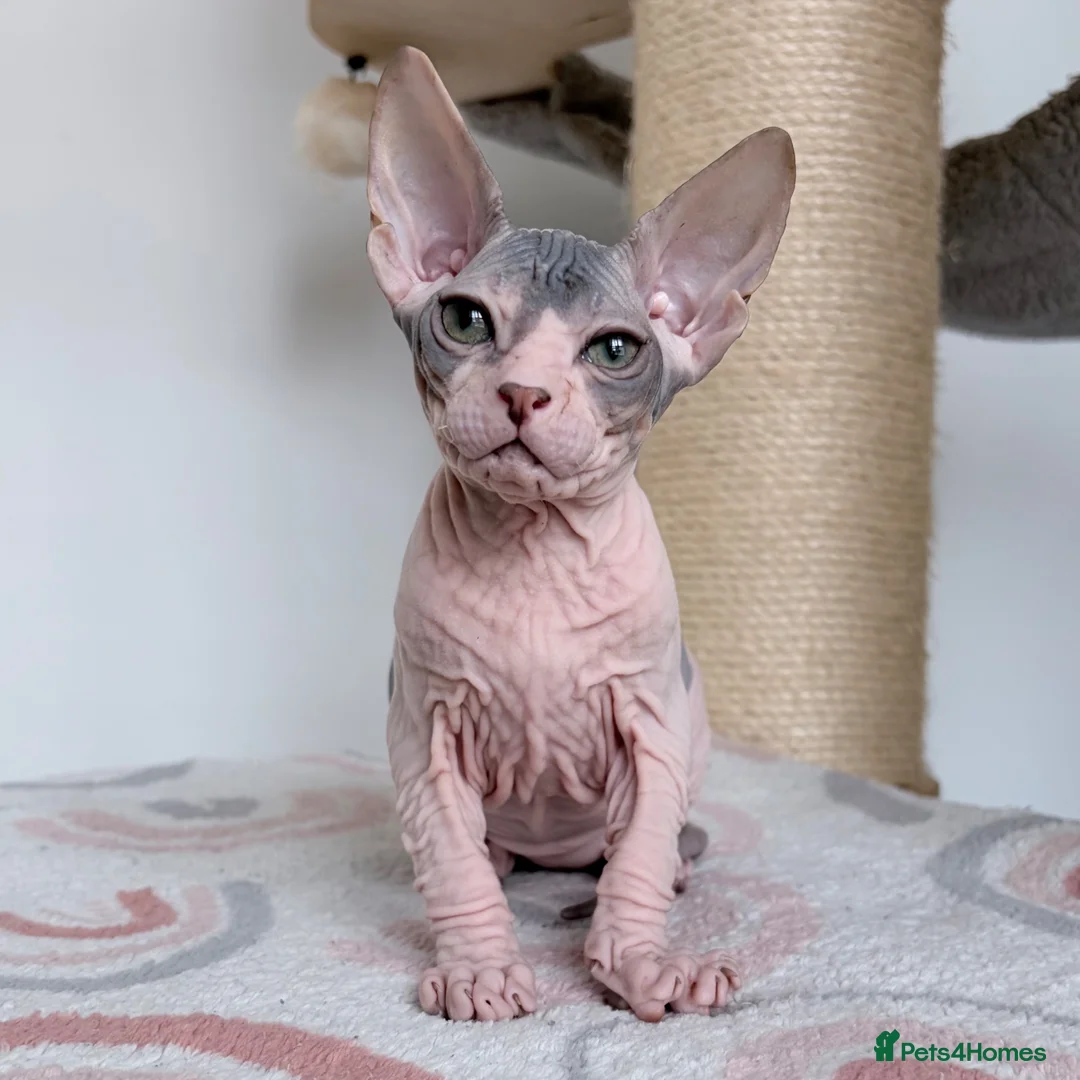 Sphynx cats for sale: Donskoy Tica pedigree  - Advert 1