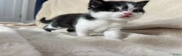 British Shorthair cats for sale: Beautiful British Shorthair Kittens Available  - Advert 7