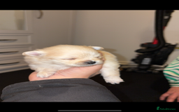 Pomeranian dogs for sale: 🌟Pomeranian🌟 - Image 3