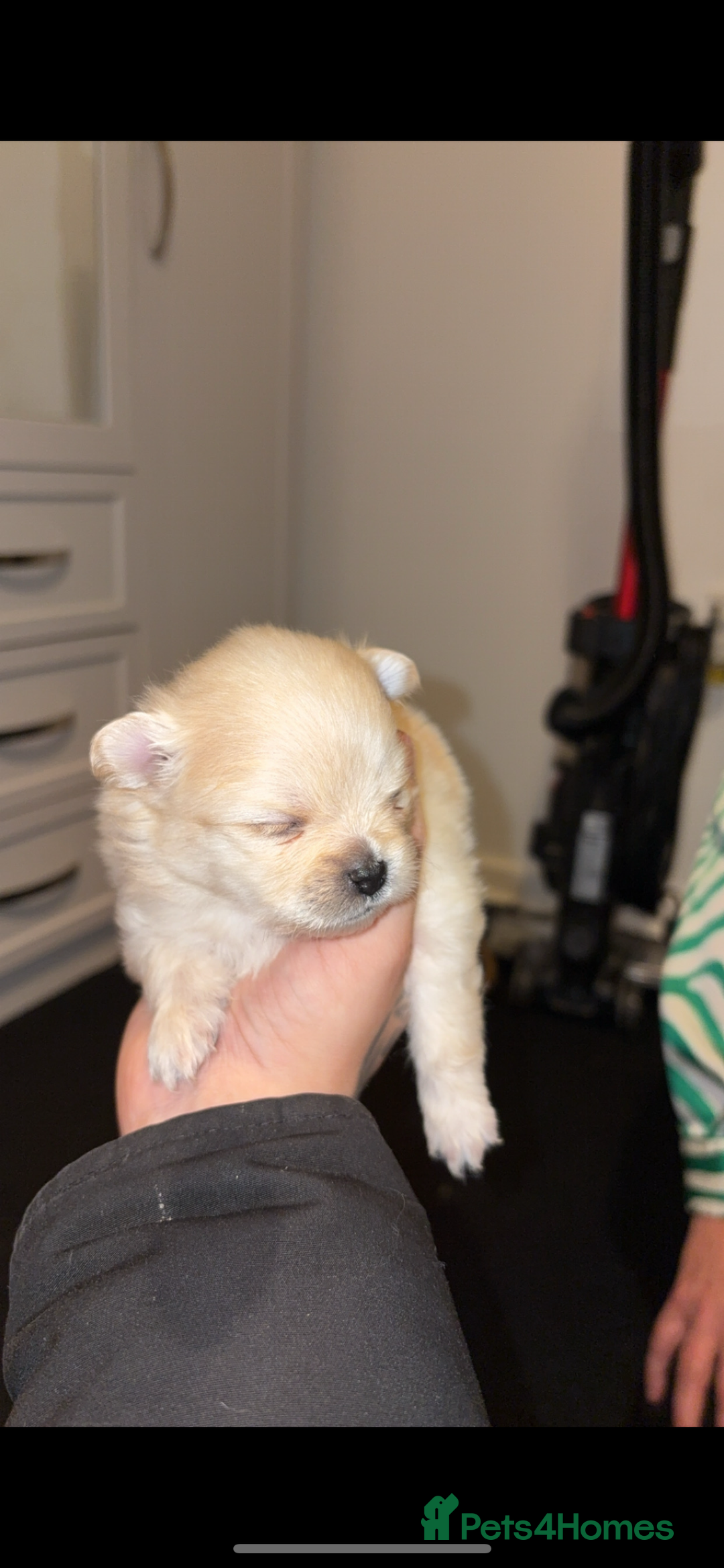 Pomeranian dogs for sale: 🌟Pomeranian🌟 - Image 3