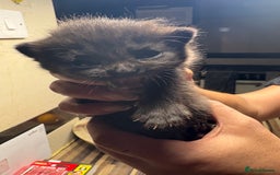 British Shorthair cats for sale: British Shorthair chocolate/grey colours  - Image 28