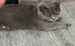 British Shorthair cats for sale: Beautiful British shorthair female kittens - Image 11