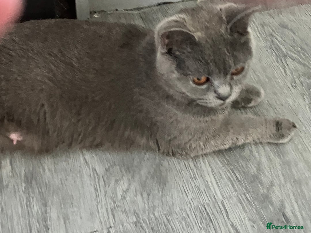 British Shorthair cats for sale: Beautiful British shorthair female kittens - Image 11