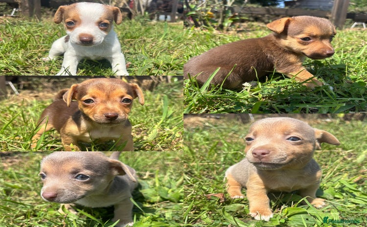 Jack Russell dogs - Advert 1