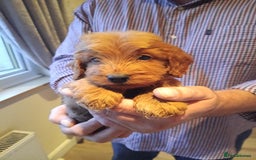 Cockapoo dogs for sale: Cockapoo puppies f1 show) ❤️ fox Red. !!!!!!. - Image 29