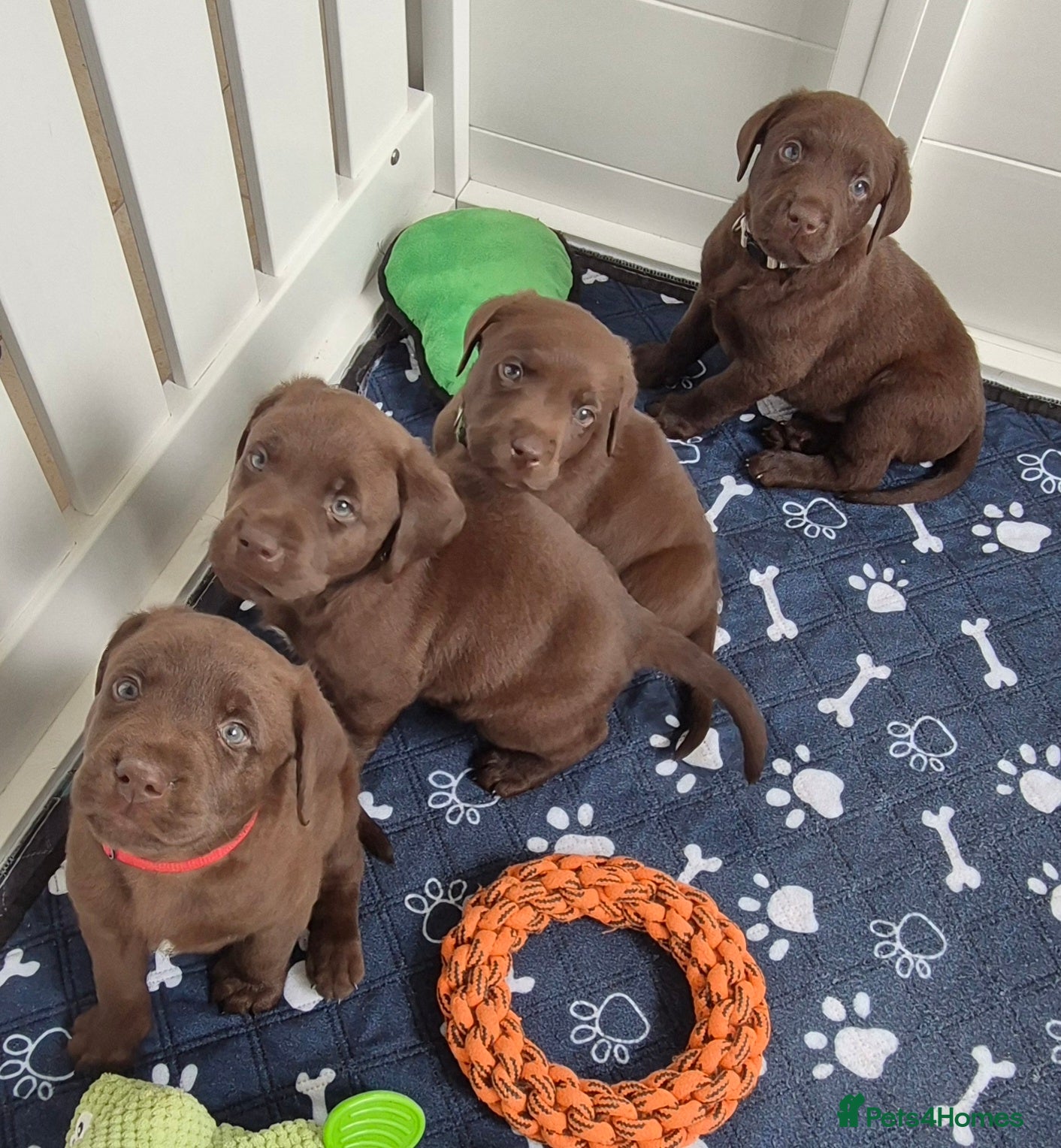Labrador Retriever dogs Exceptional KC Reg Chocolate Labrador Puppies  - Advert 16