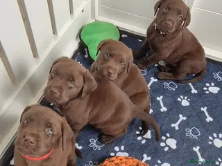 Labrador Retriever dogs Exceptional KC Reg Chocolate Labrador Puppies - Advert 16