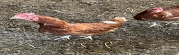 Ducks poultry for sale: Indian runner ducks,Emden geese,Muscovy,brown hens - Advert 4