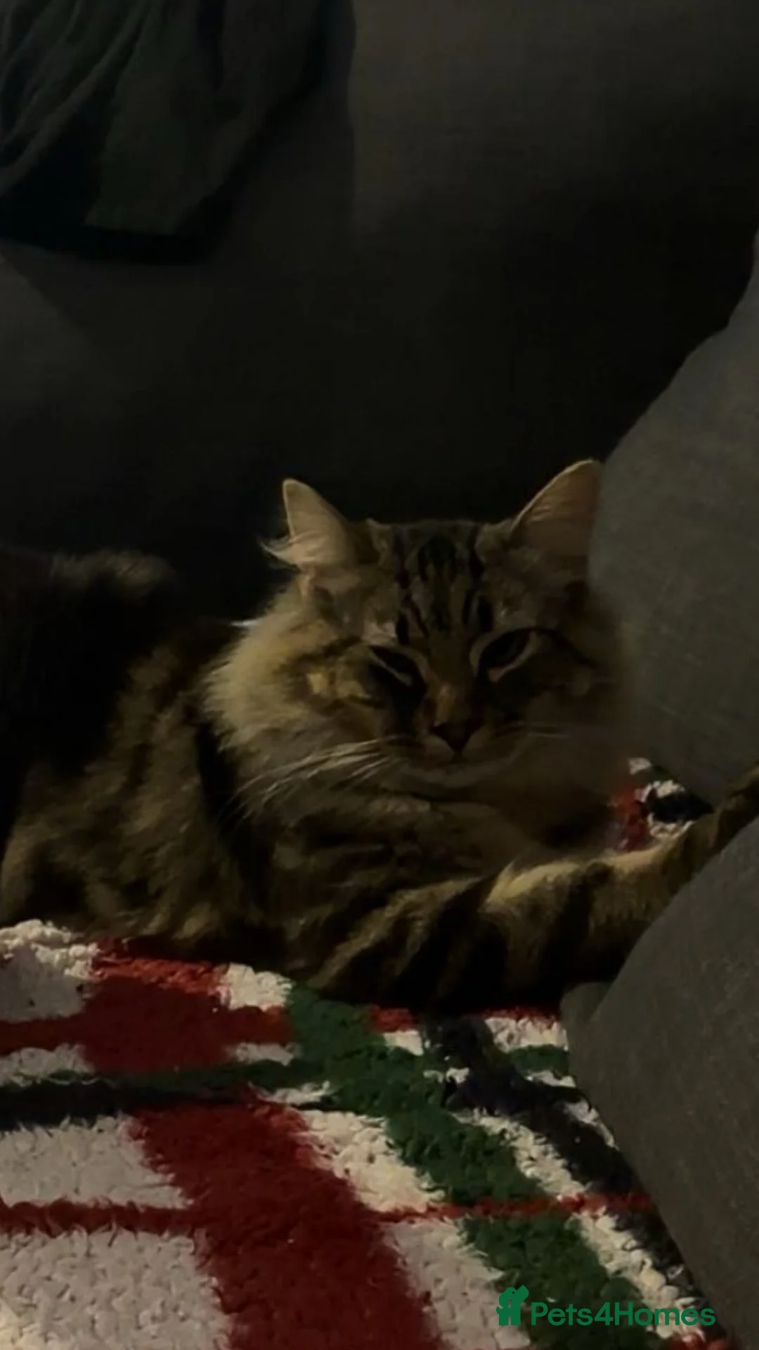 Mixed Breed cats for sale: Male Cat - Advert 2