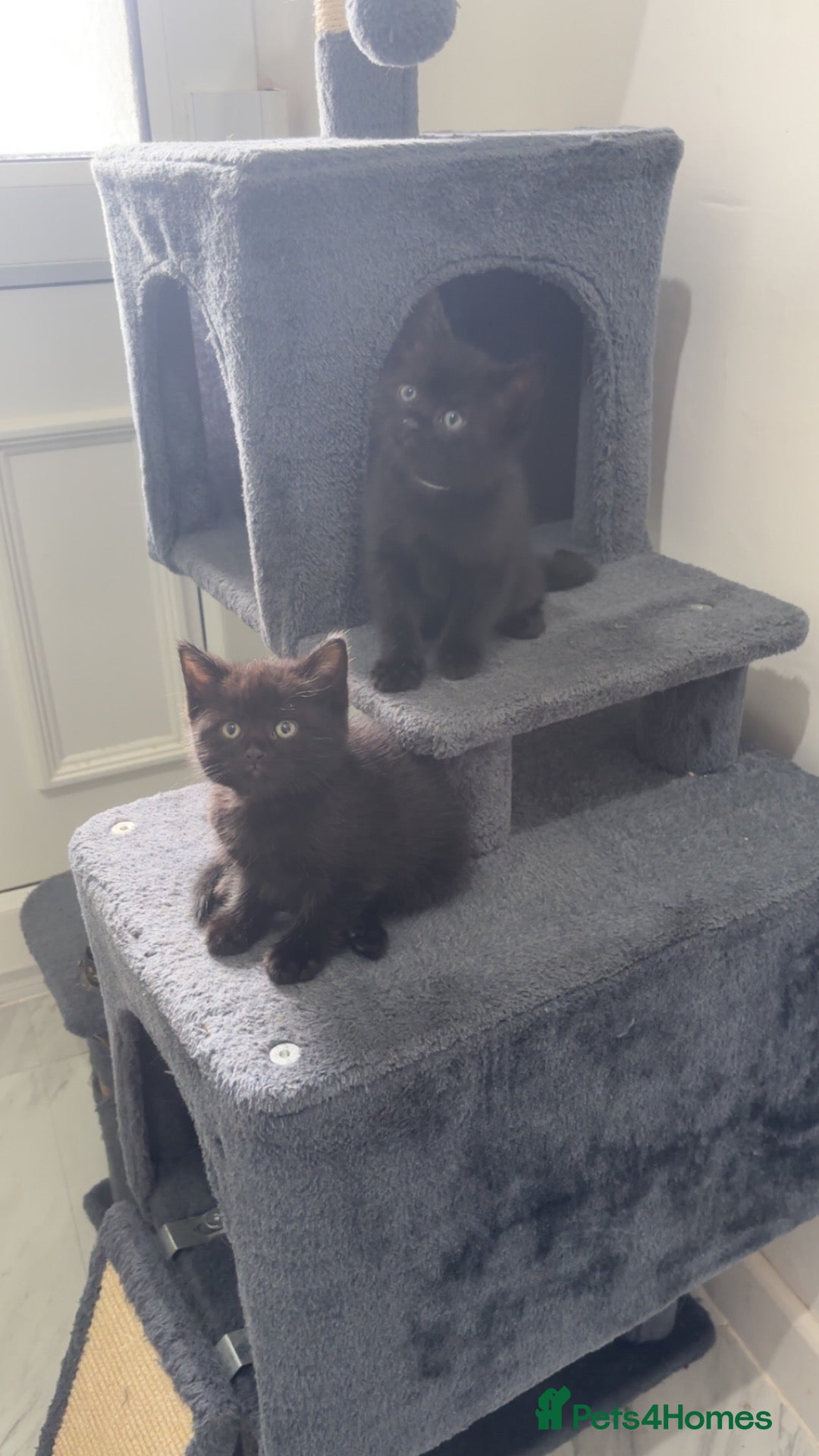 Mixed Breed cats 2 LEFT British shorthair x kittens - Advert 18