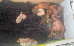 Dachshund dogs for sale: Mini Dachshunds 2 weeks old - Image 4