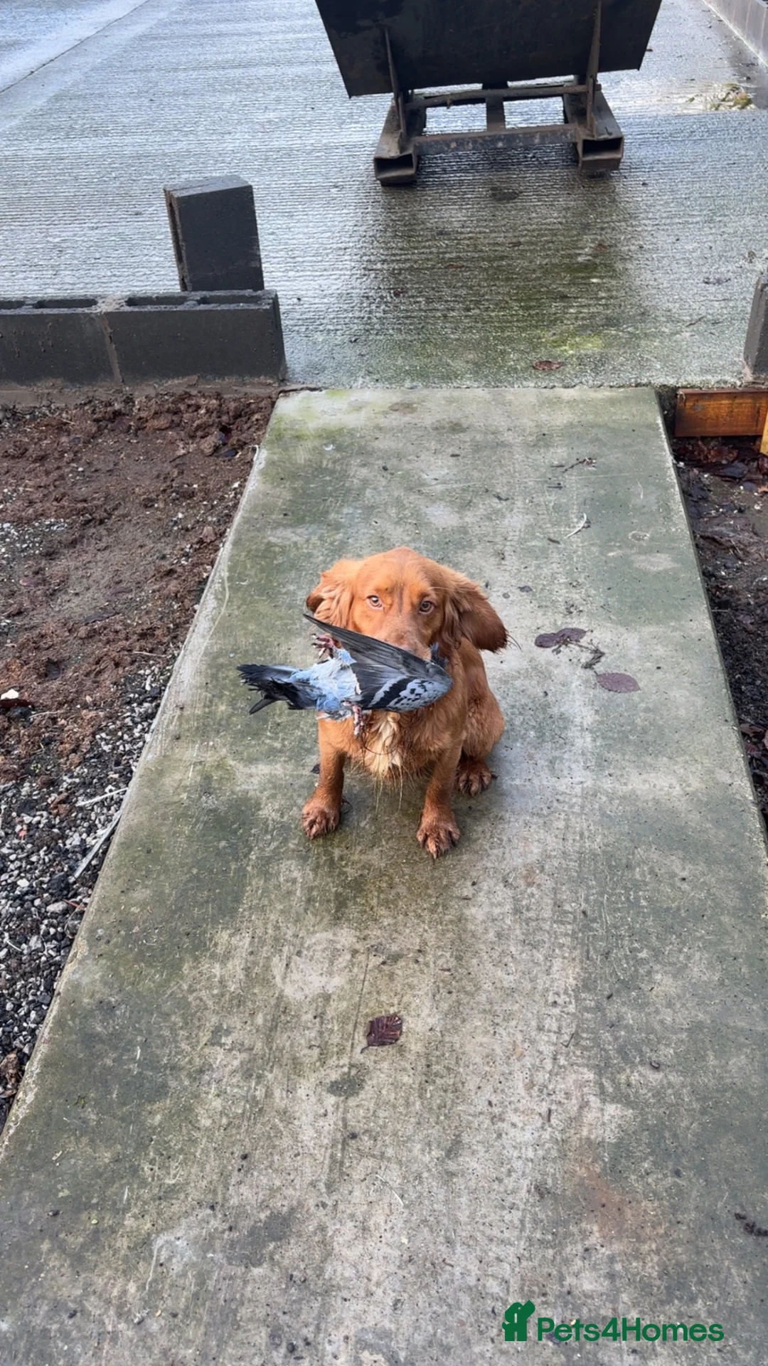 Cocker Spaniel dogs for stud: Working fox red cocker spaniel stud.  in Driffield - Advert 2