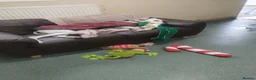Lurcher dogs for adoption: Pirelli - Advert 3