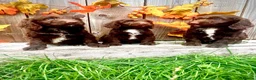 Sproodle dogs for sale: Rare Sproodle Doodle Merle Chocolate Puppies  - Advert 22